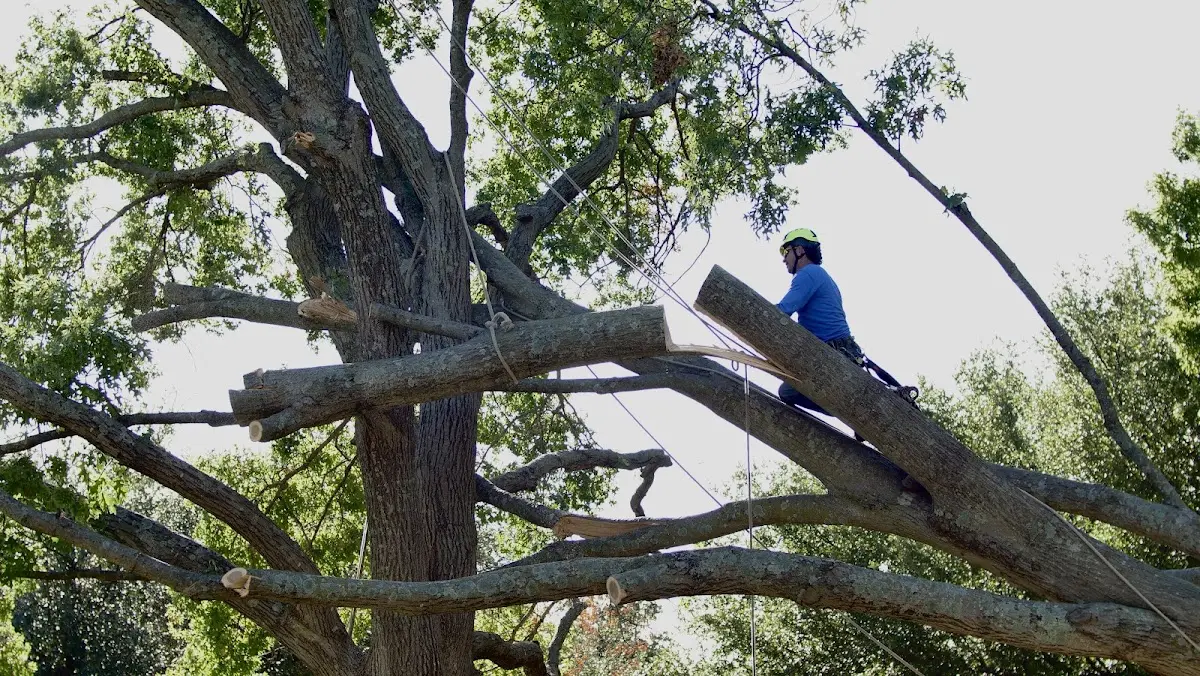 Professional Crown Thinning performed by certified arborists in Knife River