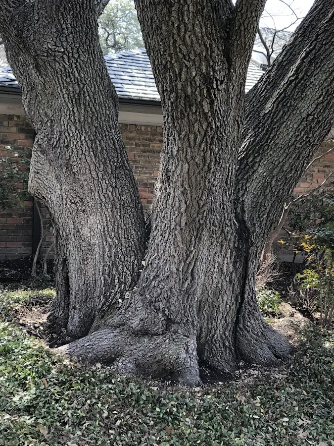 Mature heritage tree close to a Knife River property cared for by certified arborists